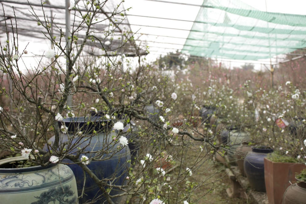 Đào được mùa, người dân Nhật Tân phấn khởi 